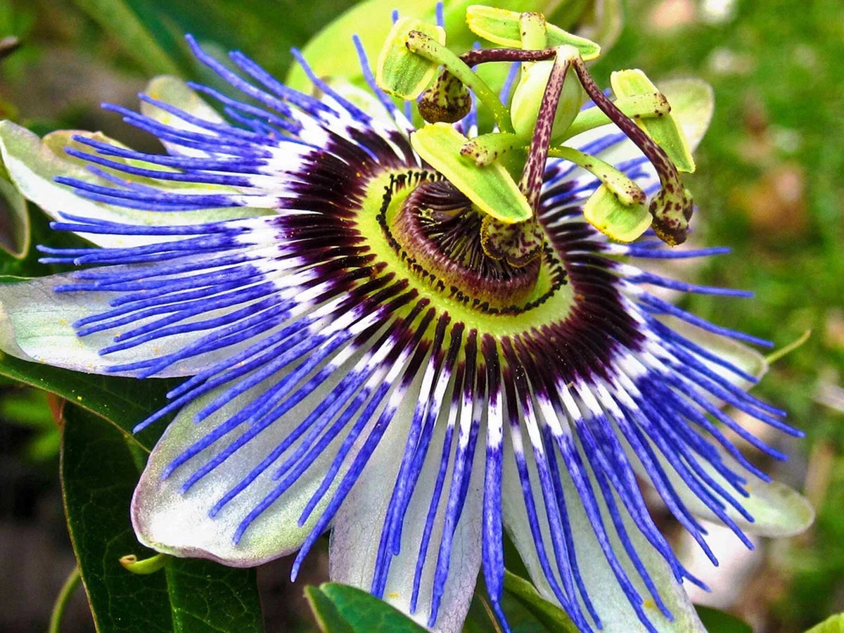 Hardy Blue Crown Passion Flower Starter Plant | Small Rooted Passiflora caerulea | Vibrant Blue Flowers for Garden or Container