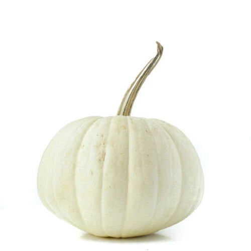 White Ghost Pumpkin Seeds - 25+ Count for Garden Planting - Cucurbita pepo - Non-GMO, USA Grown, Ideal for Fall Decor