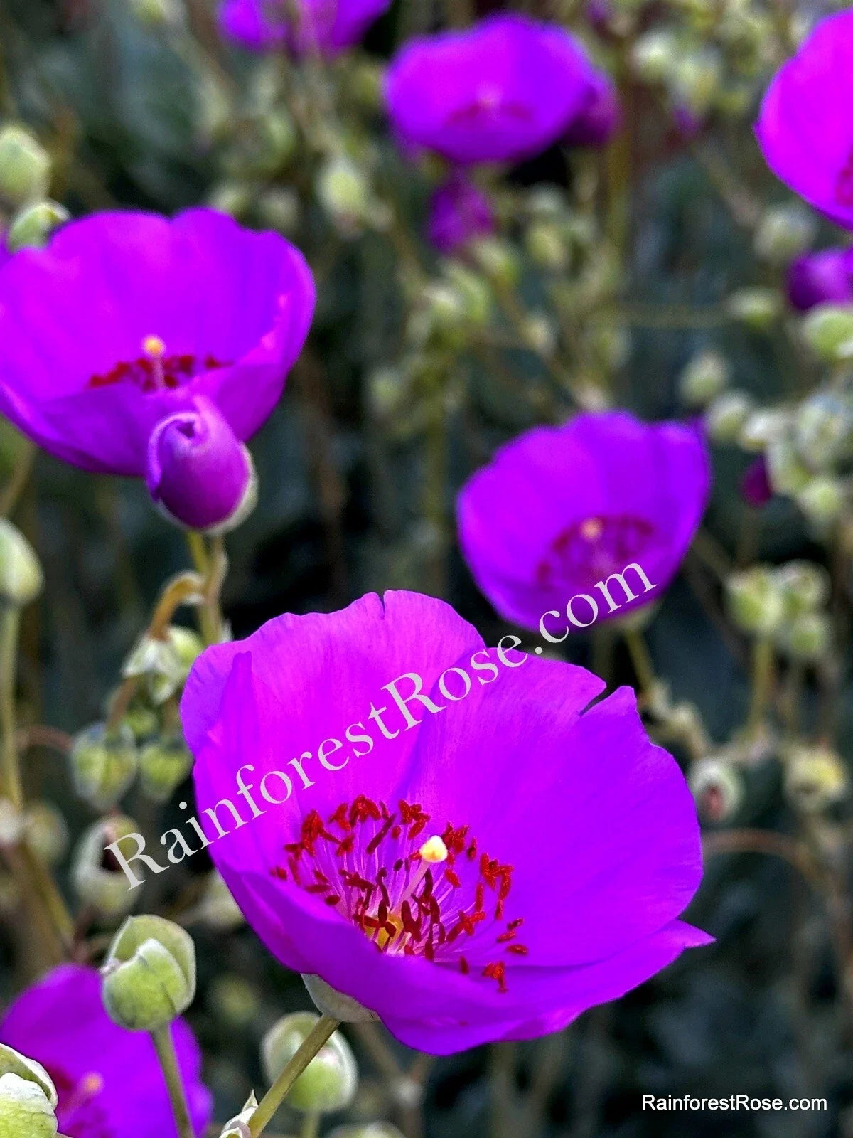 Purple Calandrinia Cuttings - 10 Fast Growing Rock Purslane Cuttings for Propagation - Calandrinia spectabilis