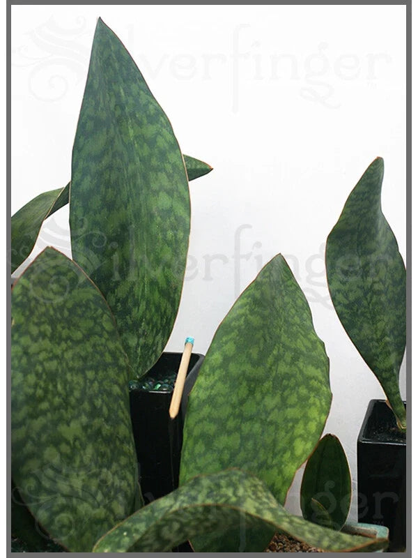 Sansevieria Masoniana Plant | Mason's Congo Paddle | Leaf & Roots | Robust Indoor Air-Purifying Plant