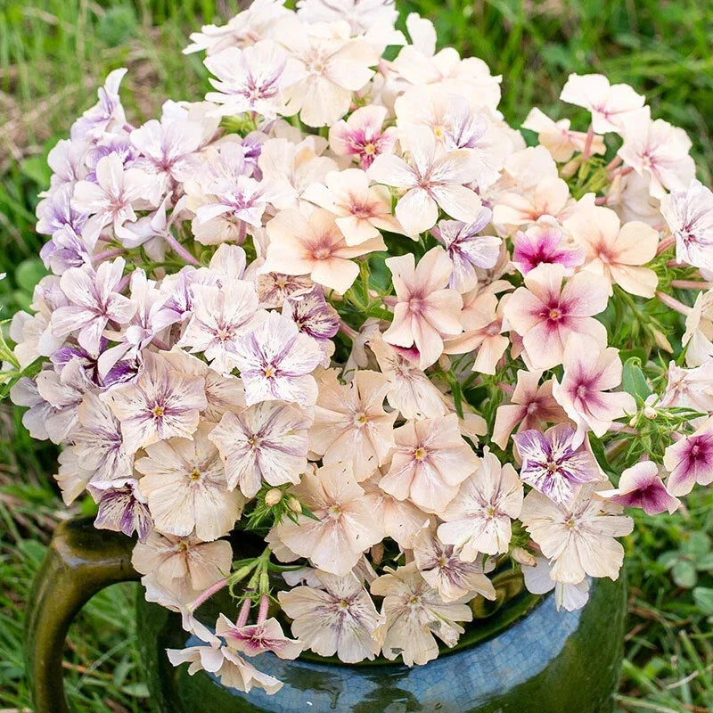 Creme Brulee Phlox Seeds - 100+ Count - Phlox paniculata - Vibrant Garden Flowers - Attracts Pollinators - USA