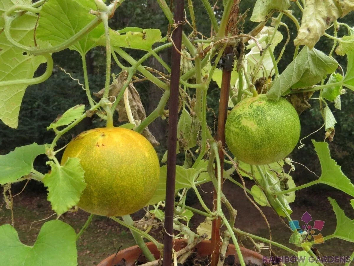 Dosakai Cucumber Seeds - 25 Non-GMO Seeds for Garden Planting - Cucumis sativus - USA Grown Organic Variety