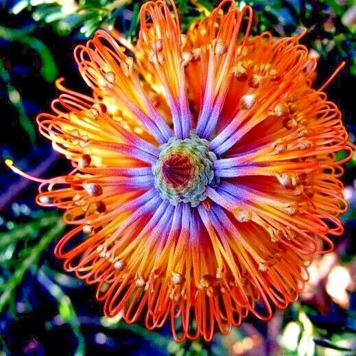 Banksia Seeds | "Little Eric" Lantern Fireworks Variety | Banksia ericifolia | Rare Flowering Plant Seeds