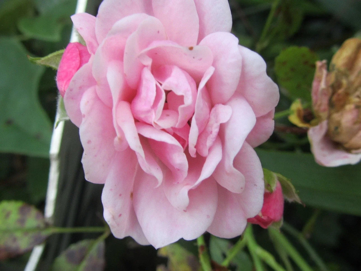 Organic Pink Rose Cuttings - 5 Pack Ready to Root - Rosa spp. - Eco-Friendly Gardening Supplies for Vibrant Blooms