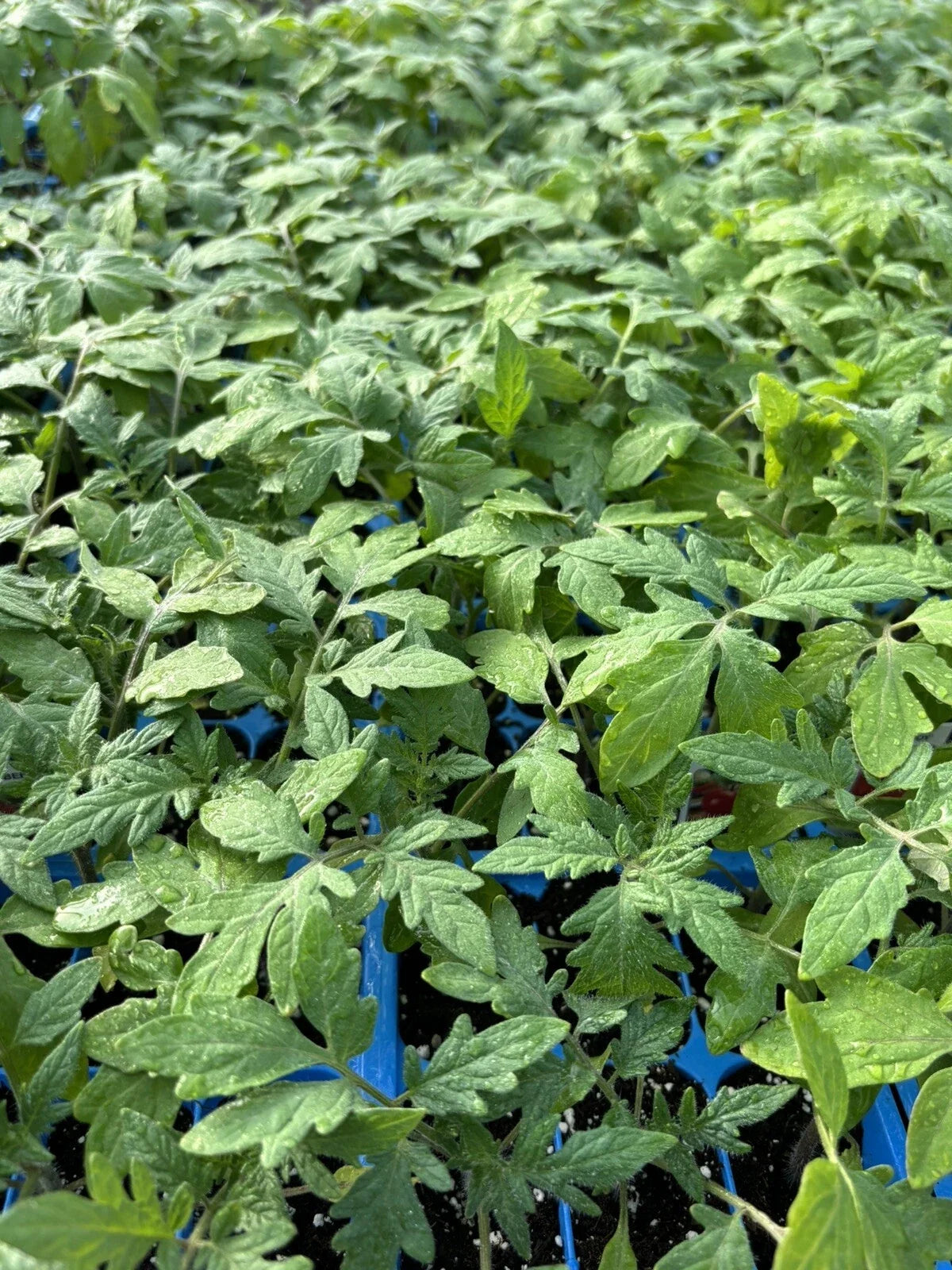 Beefsteak Tomato Live Plants 4 Pack, Heirloom Variety, Solanum lycopersicum, 60+ Days Old, Ideal for Vegetable Gardens