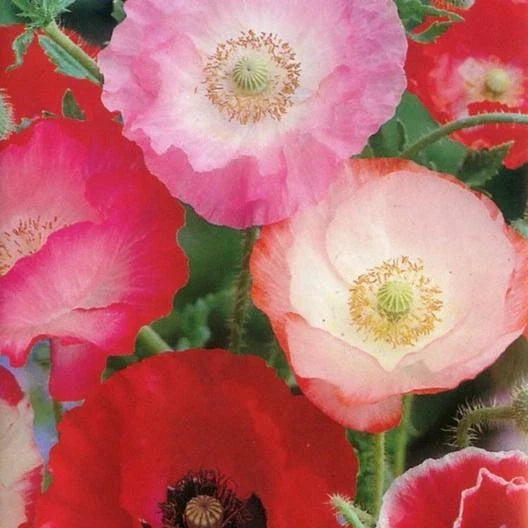 Poppy Seeds 2000 Count Shirley Mix Red & Pink Papaver rhoeas for Fall Planting, Non-GMO Wildflower Garden Seeds