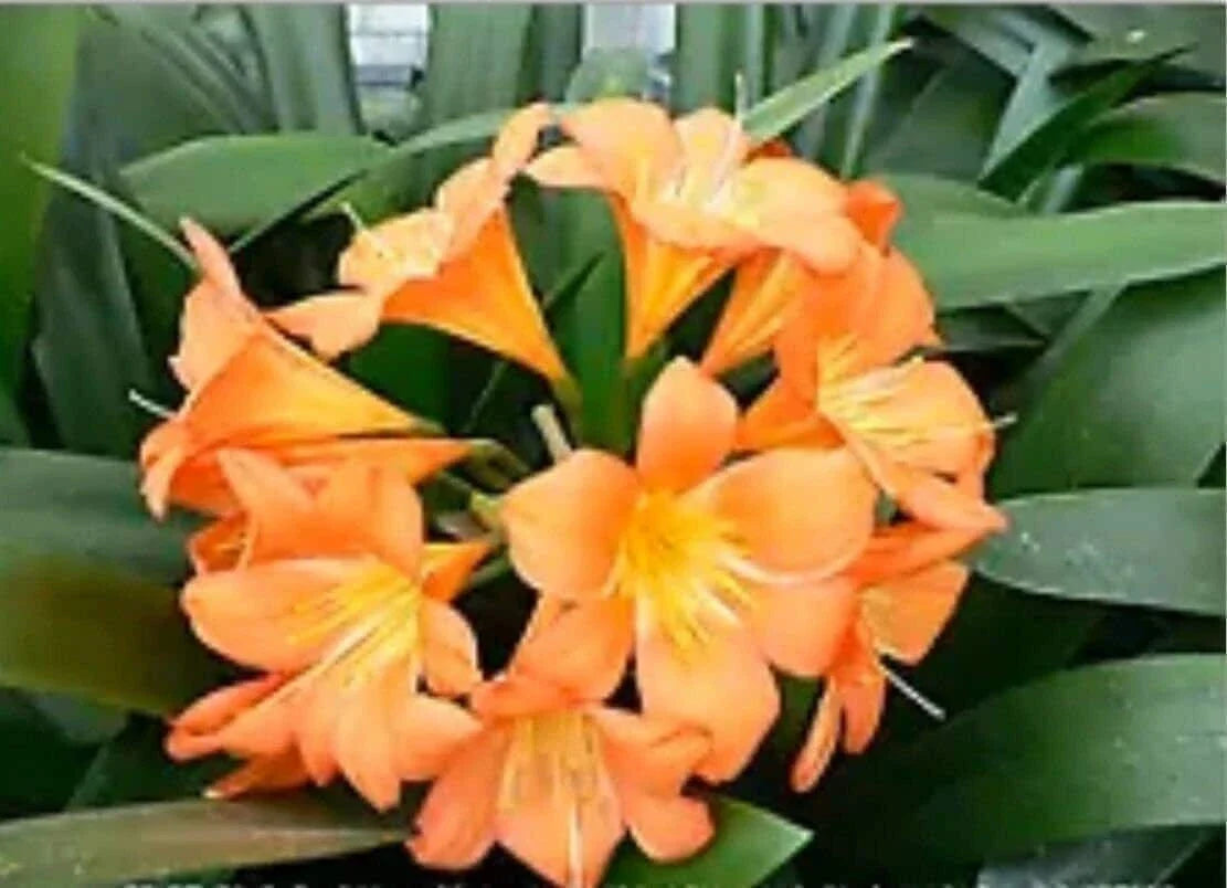 Large Orange Clivia Plant - Bare Root - Clivia miniata - Tropical Indoor Houseplant - Pollinator Friendly