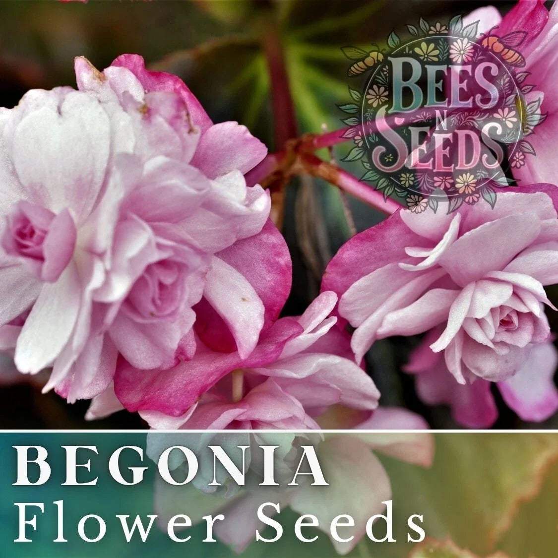 Begonia Seeds - 45 or 125 Non-GMO Orchid Ecstasy Variety - Begonia x hybrida - Colorful Blooms for Gardens and Pots