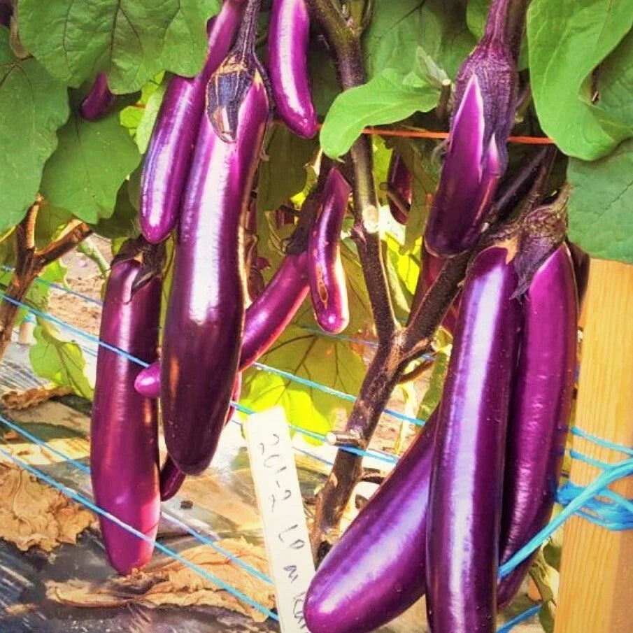 Purple Shine Chinese Eggplant Seeds - Long Aubergine - Solanum melongena - Non-GMO Vegetable Seeds - 20 Count Pack