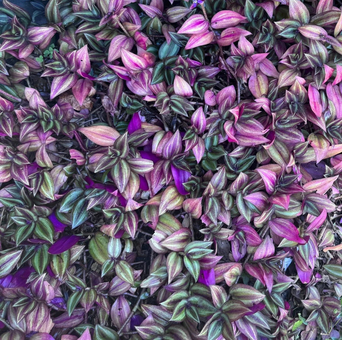 Wandering Jew Plant Cuttings Bundle of 5 - Purple and Green Variegated - Tradescantia Zebrina - Easy to Propagate Houseplant
