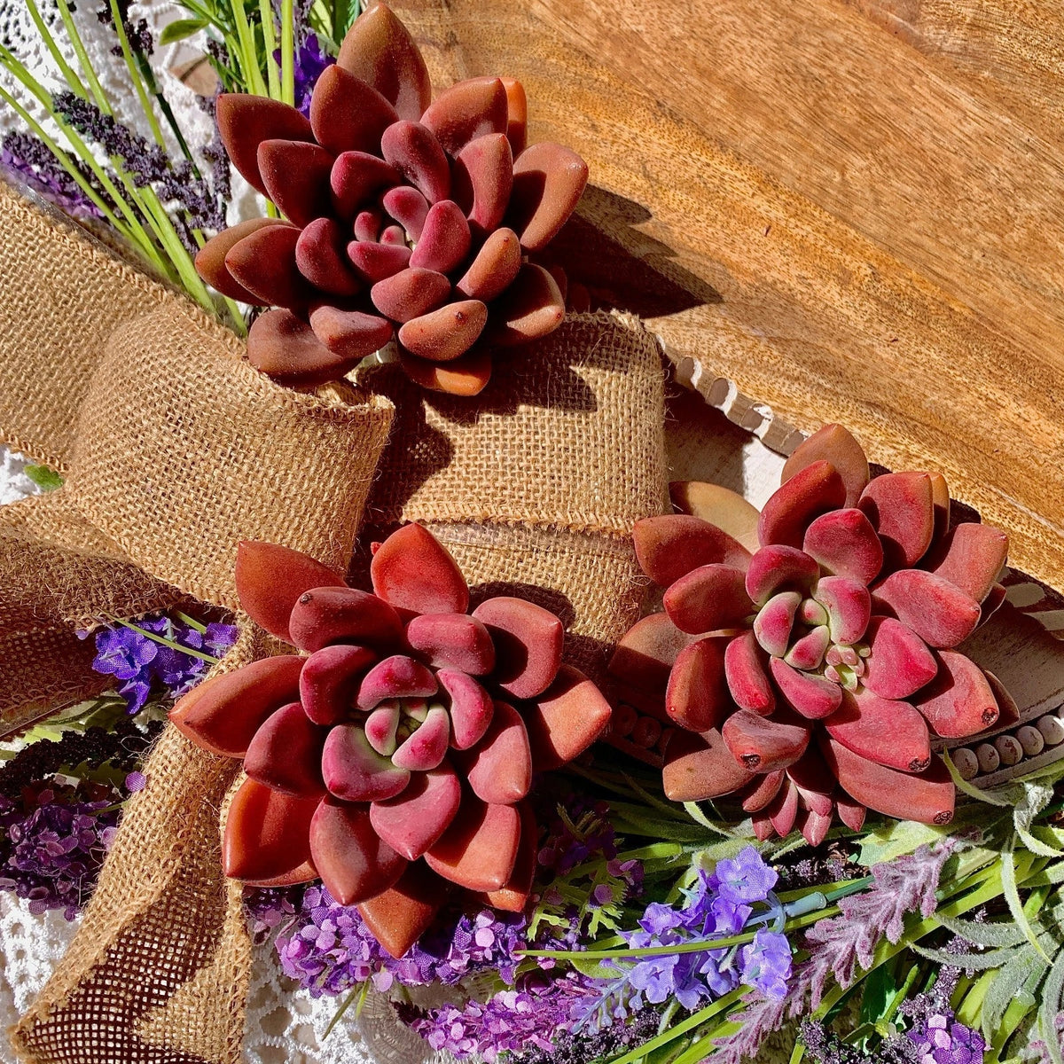 Succulent Plant Bare Root Graptoveria Ruby Donna Live Easy Care Indoor Houseplant Graptoveria Hybrid