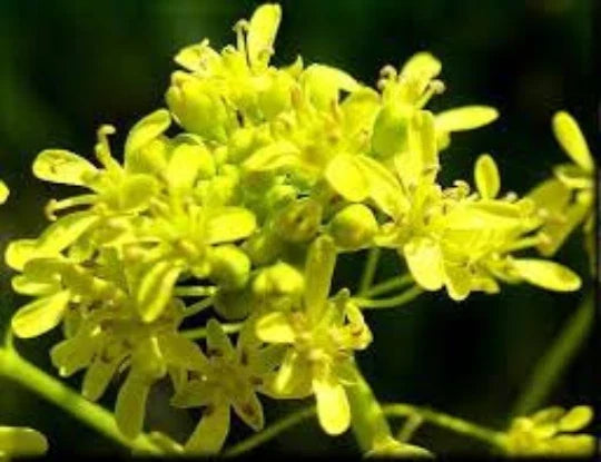 Woad Seeds 100 Pack, Chinese Woad, Medicinal Herb, Isatis indigotica, Blue Dye Plant Seeds for Garden and Dyeing