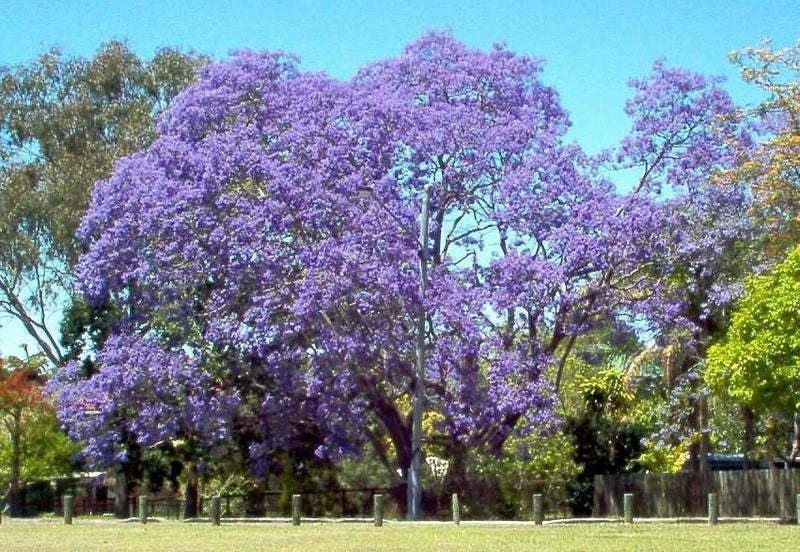 50 Seeds Jacaranda Mimosifolia - Blue Flowering Tree - Fast-Growing Shade Plant - Jacaranda Tree Seeds for Garden