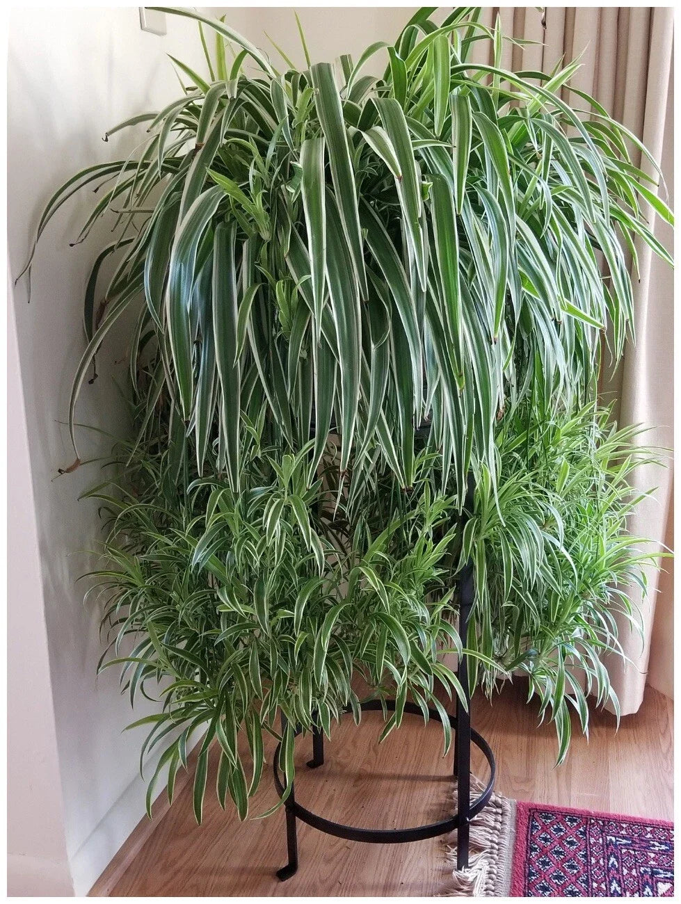 Spider Plant Set of 3 Live Herbs - Chlorophytum comosum - Easy to Grow, Air-Purifying Indoor Plants