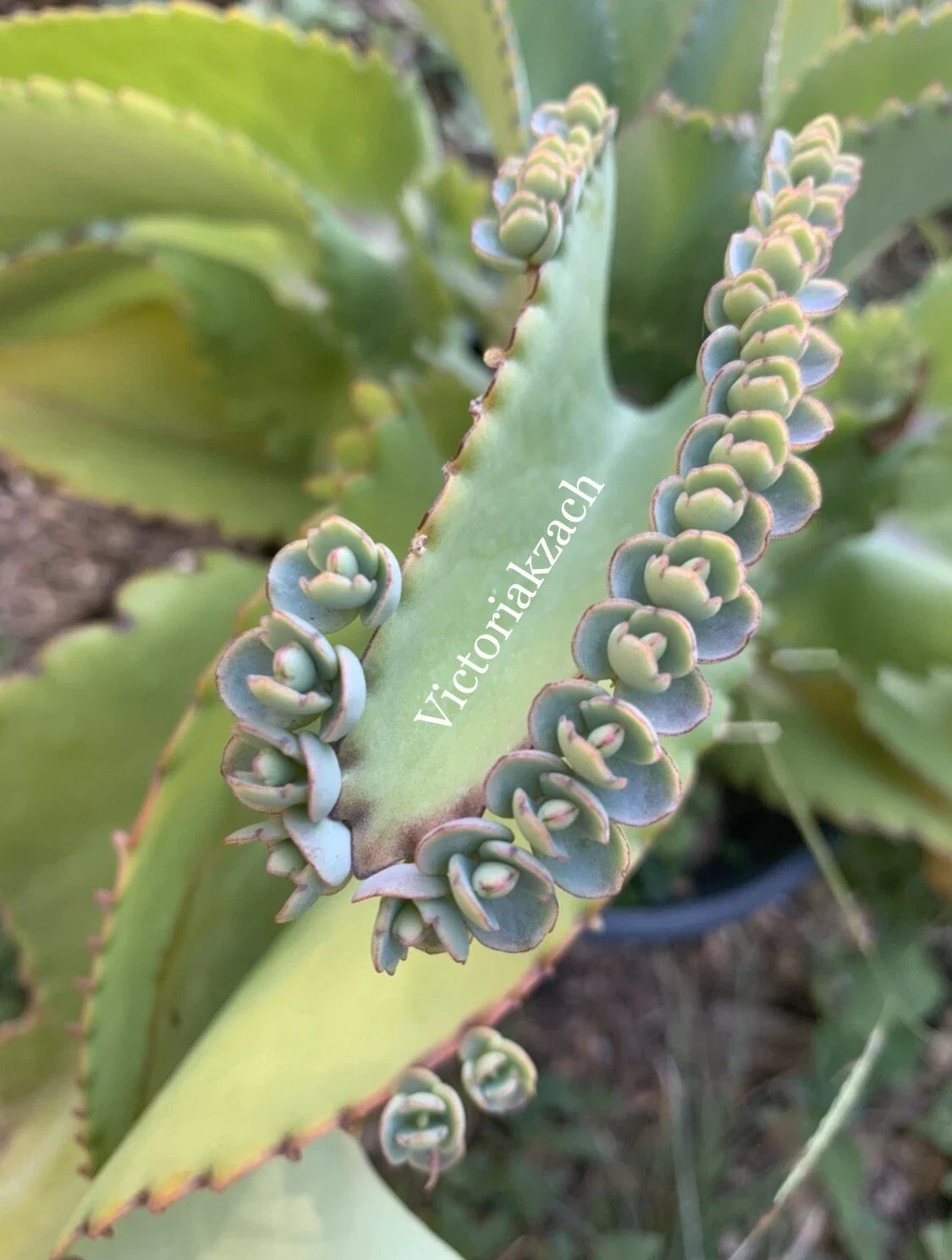 Kalanchoe Succulent Cuttings - 10+ Mother of Millions - Easy Care Houseplant - Kalanchoe daigremontiana - Perfect for Gardening