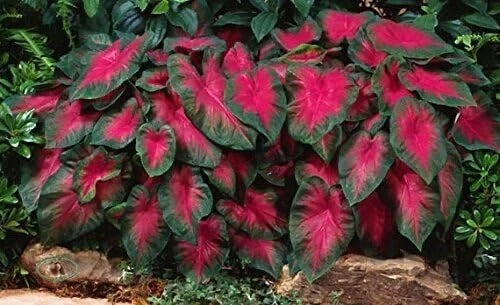 Caladium Bulbs 6 Pack - Buck Variety - Colorful Foliage for Shady Gardens - Caladium x hortulanum