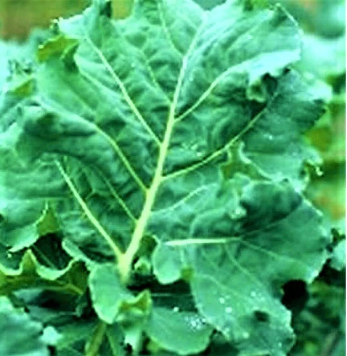 Non-GMO Kale Seeds - 200+ Early Hanover Variety - Brassica oleracea var. sabellica - Perfect for Home Gardening