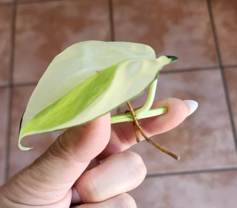 Genuine Philodendron Cutting - Gabby Variety with Roots - Philodendron hederaceum 'Gabby' - Indoor Plant Propagation