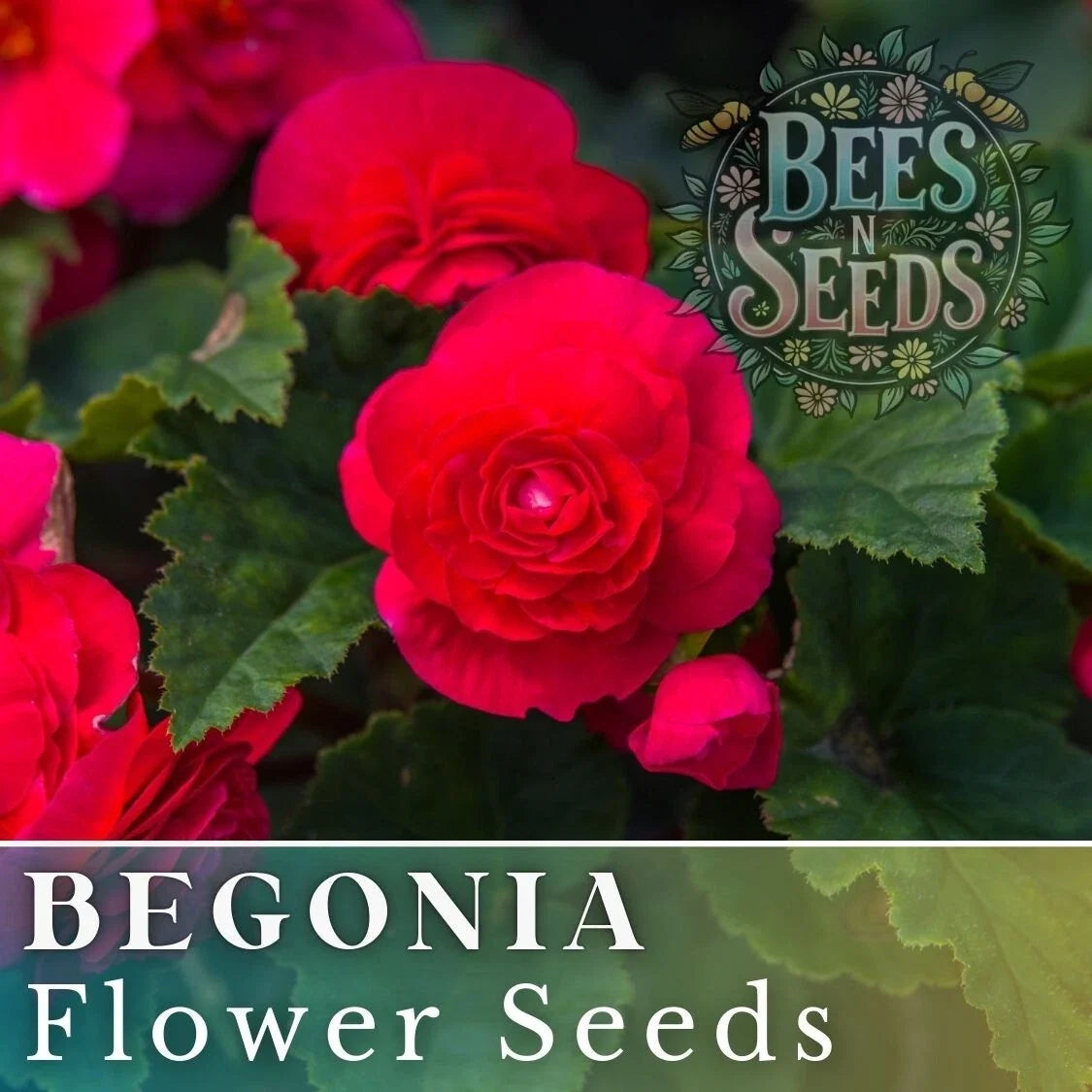 Royal Luxe Begonia Seeds - Non-GMO Flower Seeds Pack (45 or 125) - Begonia x tuberhybrida - Colorful Blooms for Gardens