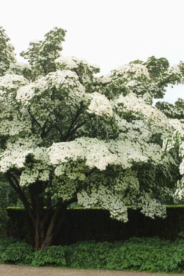 Kousa Dogwood Tree 12" Starter Plant White Blooms Cornus Kousa in 4" Pot - Low-Maintenance Ornamental Tree