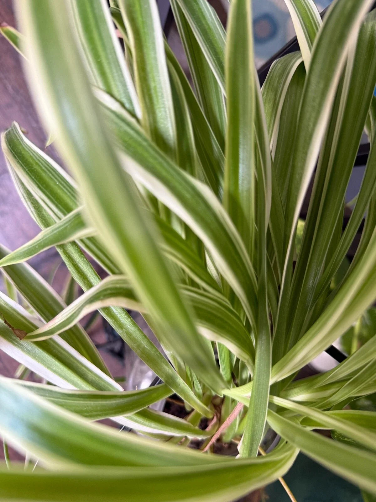 Variegated Spider Plant Babies - 2 Pack - Easy Care Houseplants - Chlorophytum comosum - Indoor Air Quality Enhancer