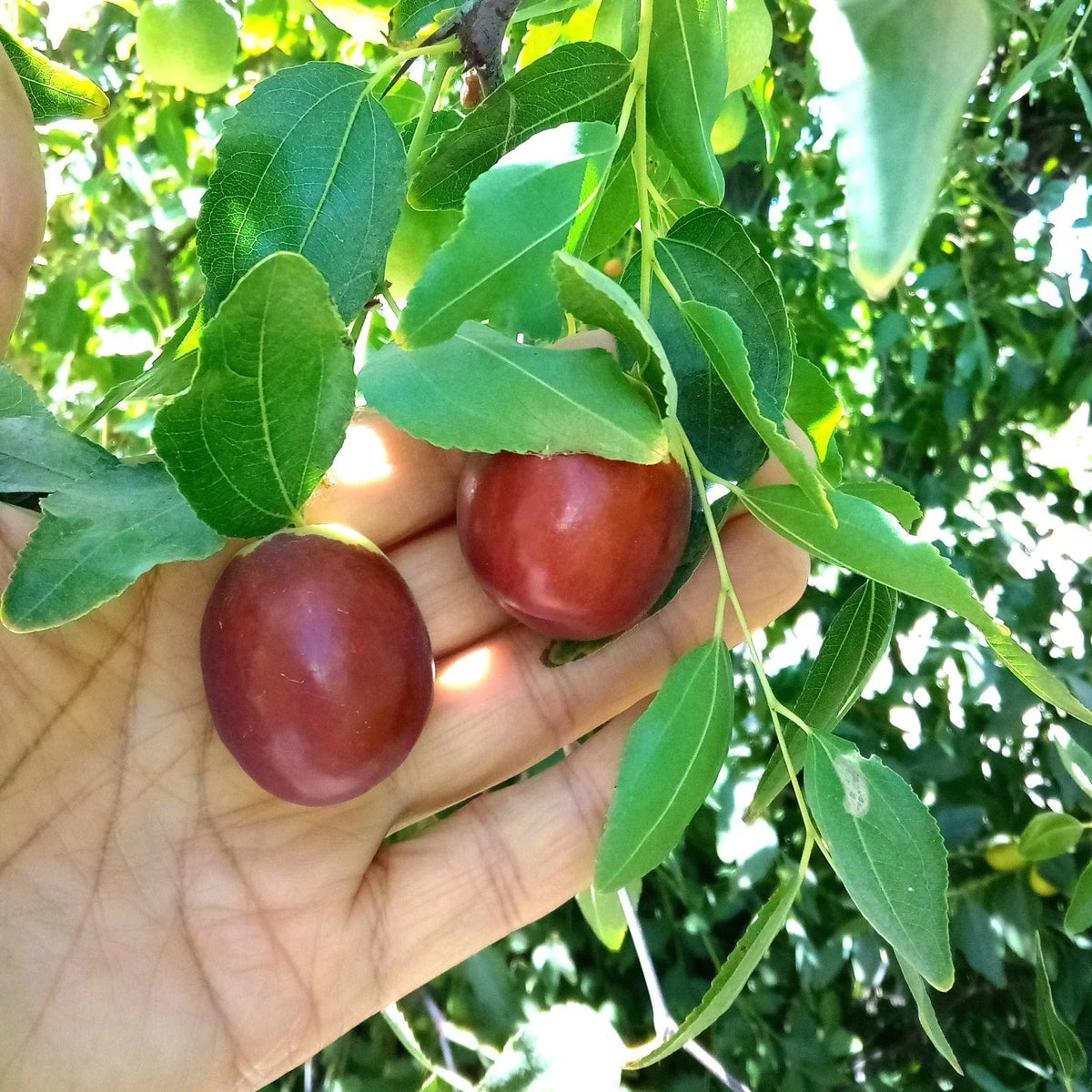 Autumn Beauty Jujube Tree Cutting 8" Thin Scion Wood for Grafting - Ziziphus jujuba - Sweet Fruit Plant Ideal for Gardens