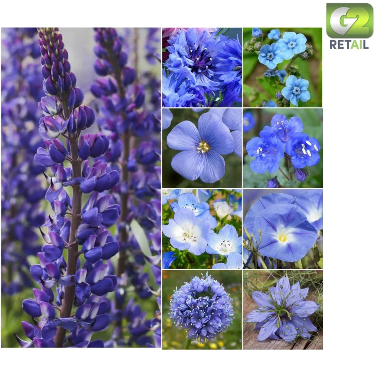 Wildflower Seeds 30,000 Count Dazzling Blue Annual & Perennial Mix Non-GMO (Various Species)