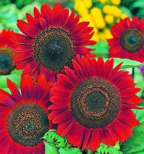 Red Sunflower Seeds - 50 Pack, Bright Red Blooms, Easy to Grow, Helianthus annuus - Ideal for Garden & Pollinator Attraction