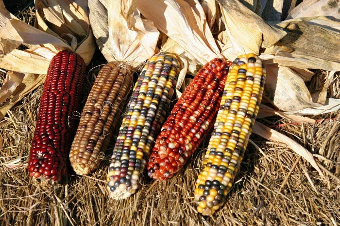 Ornamental Corn Seeds - Fiesta Variety - Fresh Non-GMO Seeds - Zea mays "Fiesta" - Ideal for Fall Decor