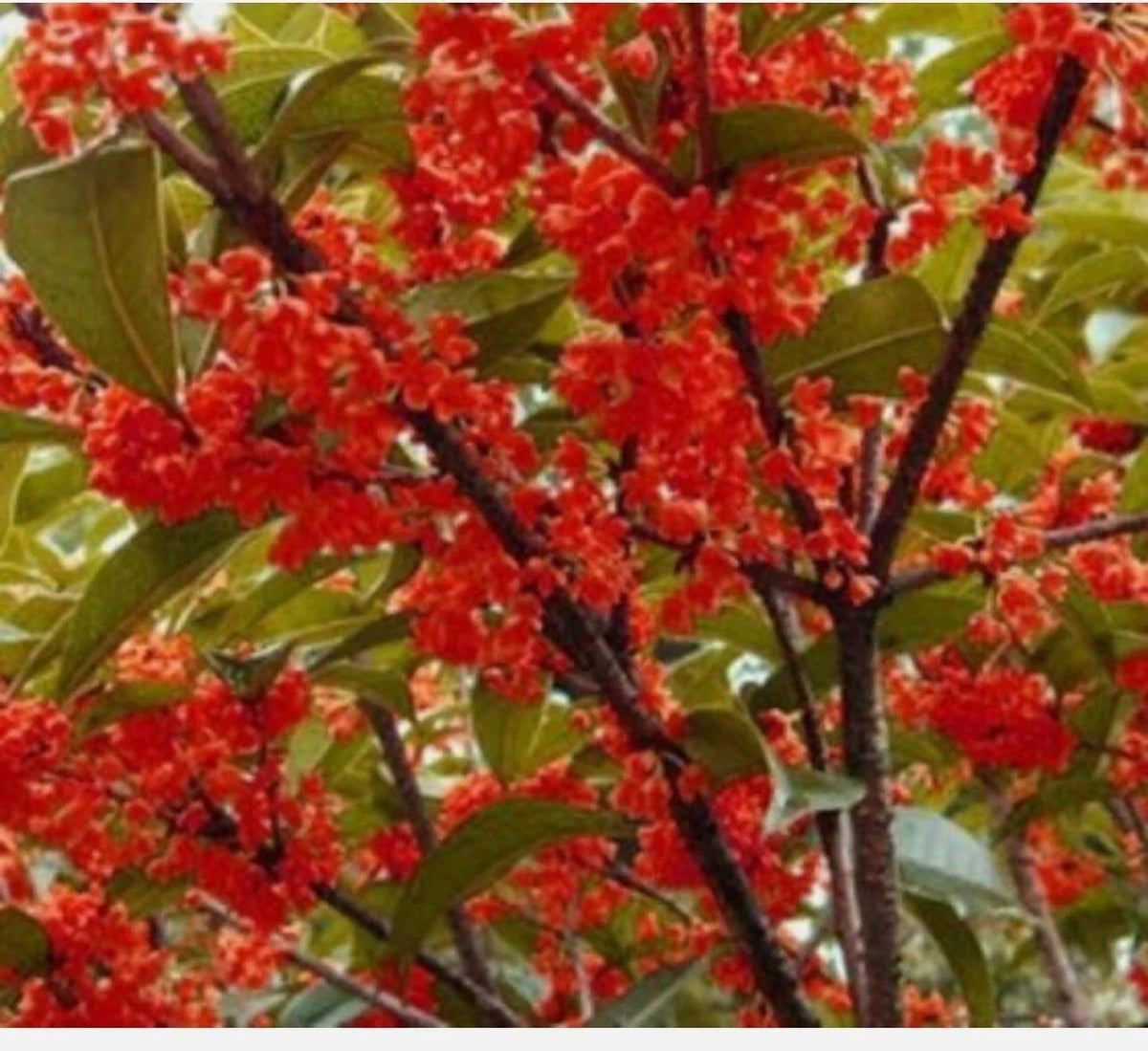 Rooted Starter Plant - Beni Kin Mokusei - Red Sweet Tea Olive - Osmanthus fragrans - Fragrant Foliage for Garden & Landscape
