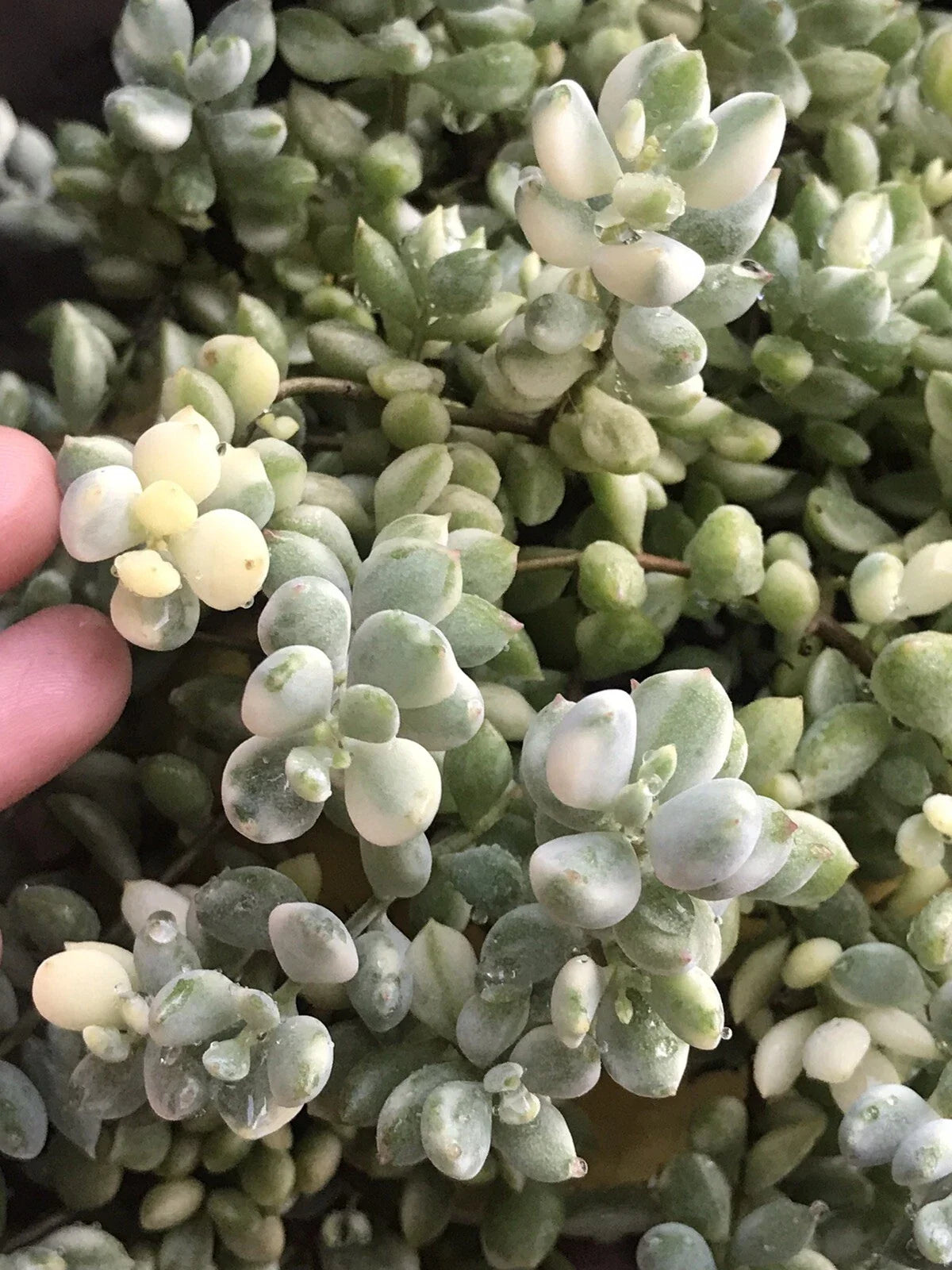 Echeveria Cuttings 4" Variegated Cotyledon Pendens Rare Succulent Echeveria pendens var. variegata for Propagation or Potting