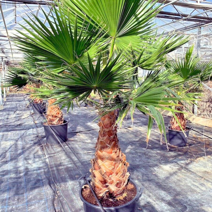 Mexican Fan Palm Seeds - 10 Pack, Cold Hardy Washingtonia robusta, Tropical Exotic Garden Plants, Drought-Tolerant