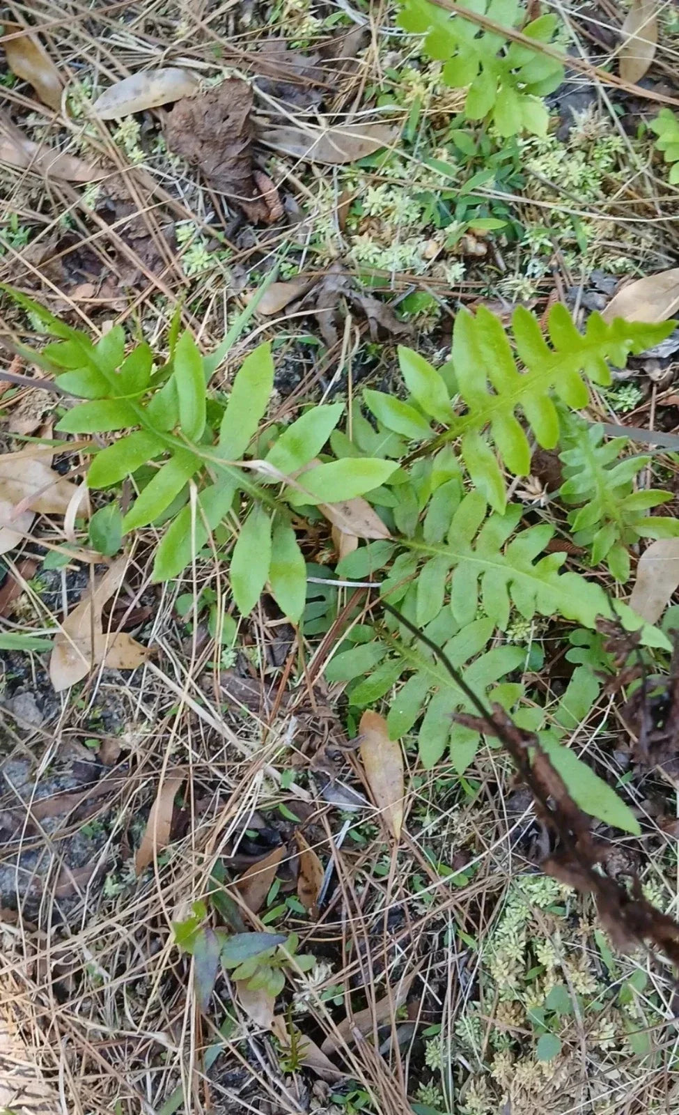 Netted Chain Fern Bundle 3-Pack - Rare Shade Plant Woodwardia areolata - Live Bare Root for Moist Gardens