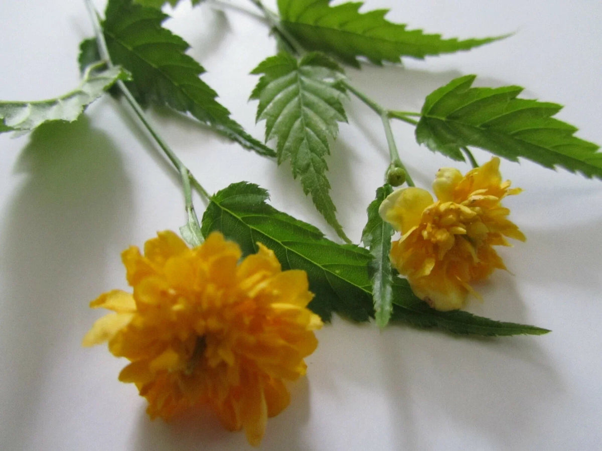 Double Flowering Japanese Rose Cuttings, 7+ Fresh Kerria japonica Cuttings for Planting, Jew's Mantle, Bright Yellow Blooms