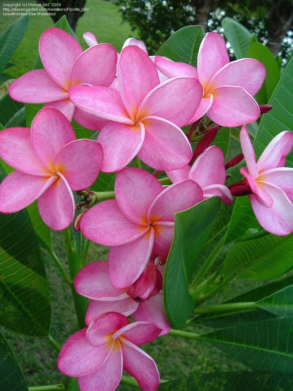 Hawaiian Plumeria Cuttings 12-14'' Miami Rose Frangipani Plant Plumeria rubra - Tropical Blooms for Gardens and Pots