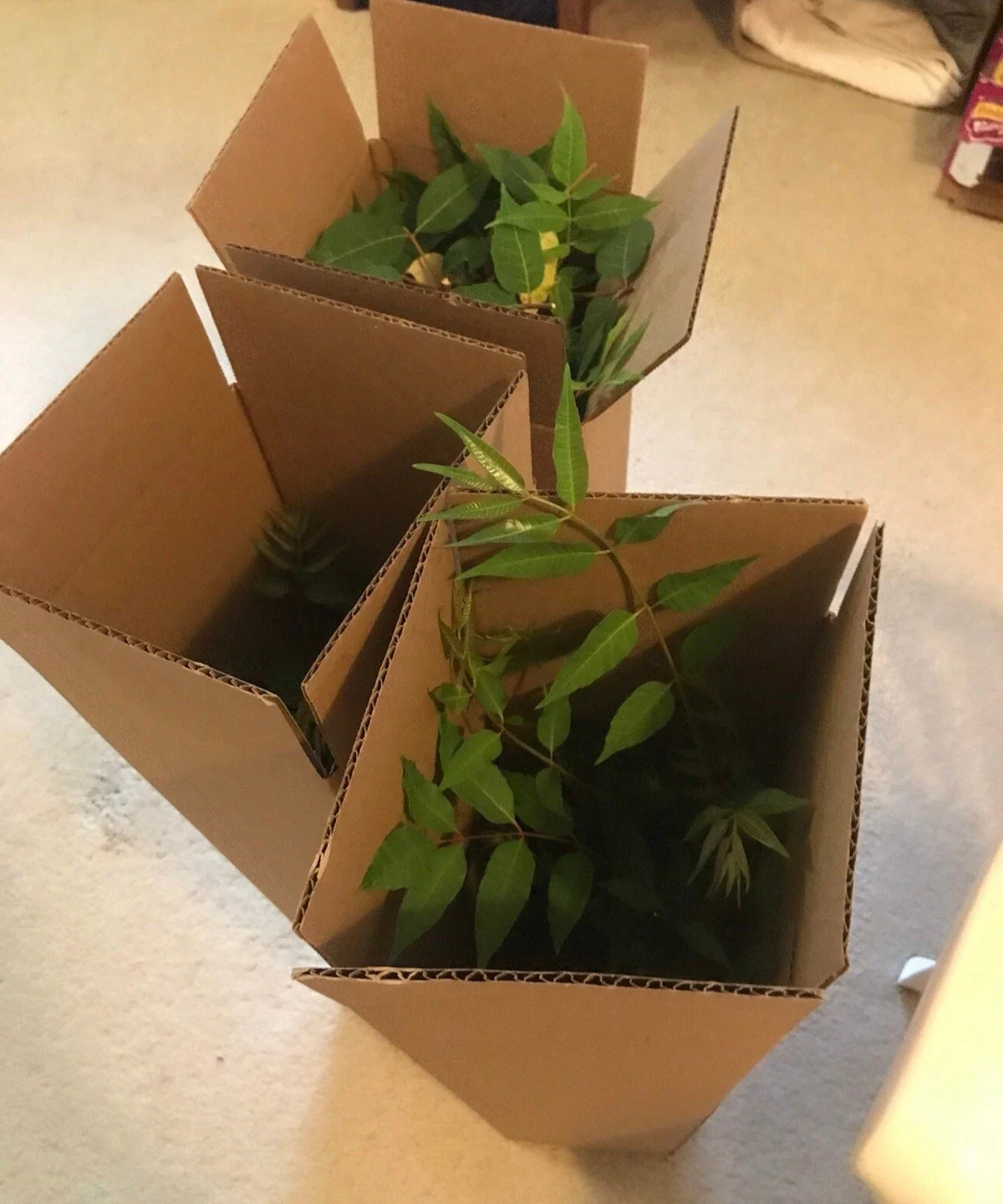 Chinese Toon Tree Seedlings - Bare Root Edible Variety - Toona sinensis - 2-3 Years Old for Home Gardens and Landscaping