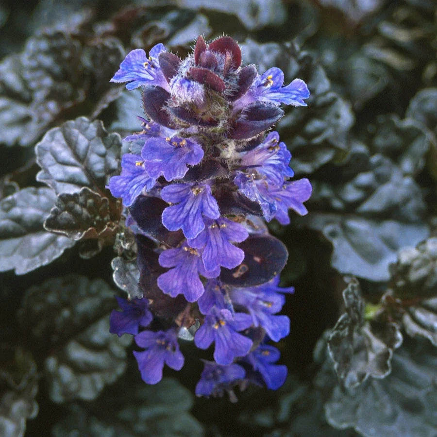 Ajuga reptans 'Bugleweed' Ground Cover - 10 Rooted Cuttings for Lush Green Gardens, Low Maintenance, Blue-Violet Flowers