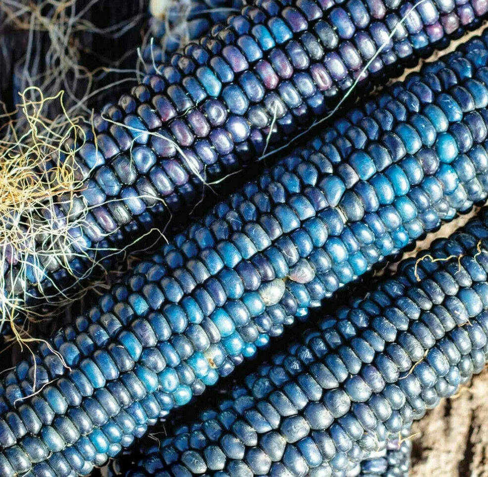 Ornamental Corn Seeds - Blue Glass Gem Popcorn - Shades of Blue - Zea mays everta - 100 Heirloom Seeds for Garden Decor
