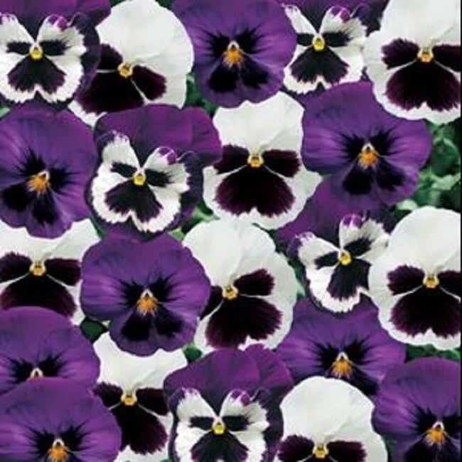 Pansy Seeds 50 Count Majestic Giant Sea Breeze Blotch Mix Viola wittrockiana Non-GMO Vibrant Colorful Flower Seeds