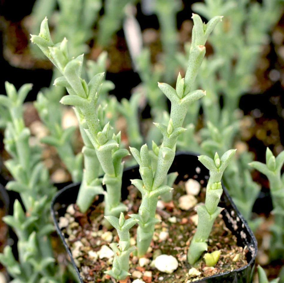 Ruschia Uncinata 'Doringvygie' Succulent Live Plant 2 Inch - Hardy Ground Cover - Drought-Resistant Greenery for Gardens