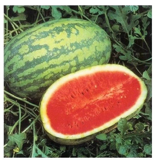 JUBILEE Watermelon Seeds - 15 Heirloom Seeds, Sweet Red Variety, Citrullus lanatus, Non-GMO Garden Seeds