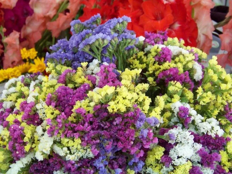 Statice Seeds - 75 Count Everlasting Flower Mix - Limonium sinuatum - Dried Flower Garden, Coastal Plants
