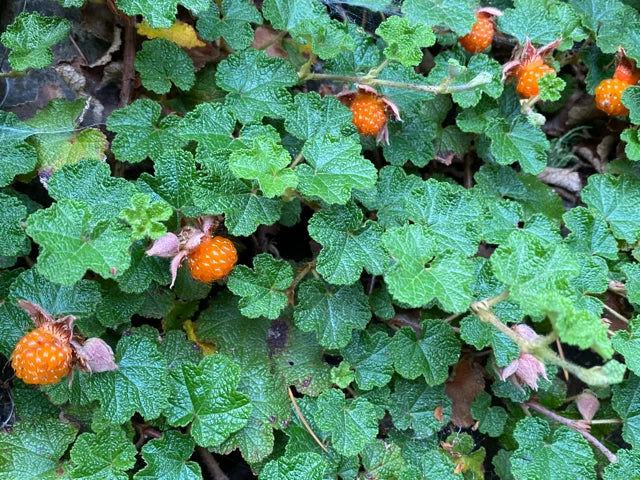 Rooted Formosan Raspberry Cuttings 8-Pack - Edible Ground Cover, Drought Tolerant, Rubus formosanus