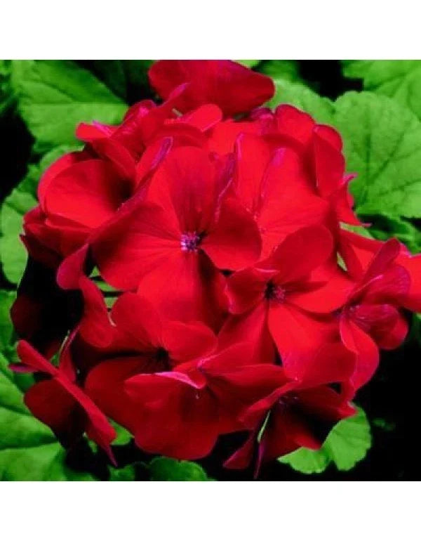 Ringo 2000 Red Geranium Seeds - 12 Fresh Seeds - Pelargonium x hortorum - Vibrant Red Blooms for Garden & Containers