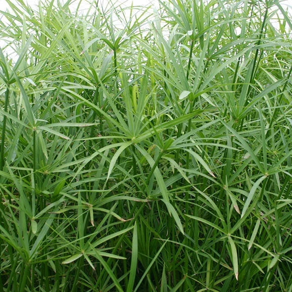 Dwarf Umbrella Palm Plant - Live Tropical Marginal Pond Plant - Cyperus alternifolius - Indoor/Outdoor Water Garden Decor