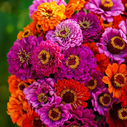 Zinnia Seeds 100 Count Purple Dream Mix - Vibrant Red & Purple Blooms for Butterflies - Zinnia elegans
