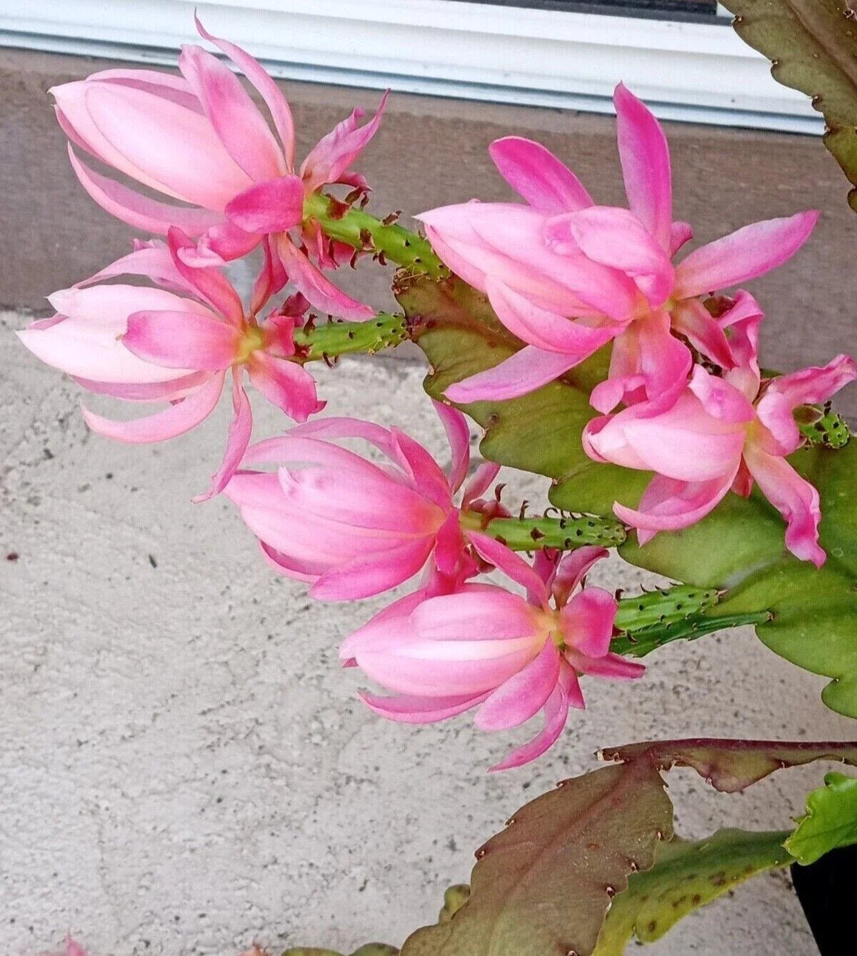 Rare Orchid Cactus Live Plant 6" German Empress Epiphyllum - Rooted Succulent Houseplant for Indoor & Outdoor Gardens