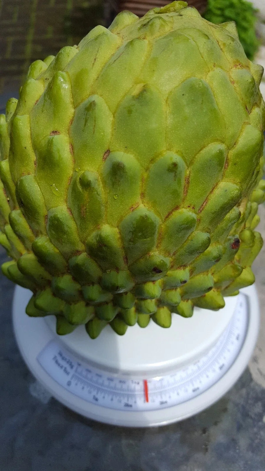 Cherimoya Cuttings 8 Inch Organic Annona cherimola - 10 Pieces for Home Gardening & Container Planting