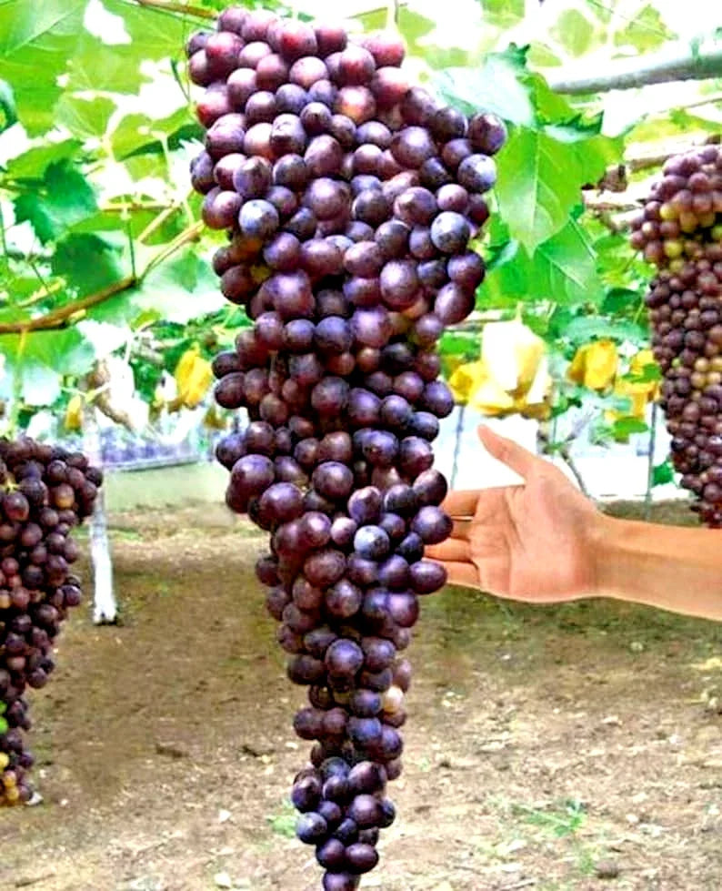 Giant Bunch Grapes Cuttings - 3 Green Cuttings in Blue, Yellow, Pink Varieties for Rooting - Vitis vinifera