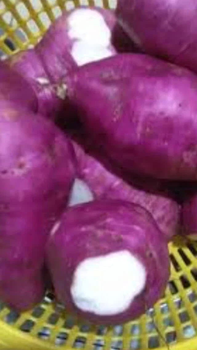 Purple Skin White Sweet Potato Slips - 10 Organically Grown Cuttings - Ipomoea batatas - Non-GMO, High Yield, Easy to Grow